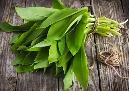 ホテル Apfelbluete 8 Km Vom Bodensee ザーレム