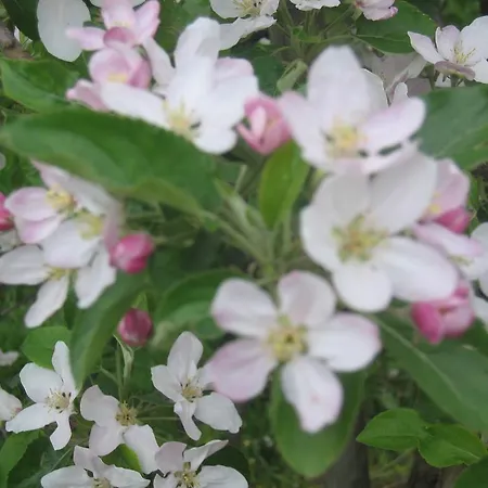 Apfelbluete 8 Km Vom Bodensee 3*