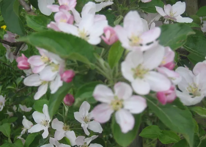 Apfelbluete 8 Km Vom Bodensee 3*